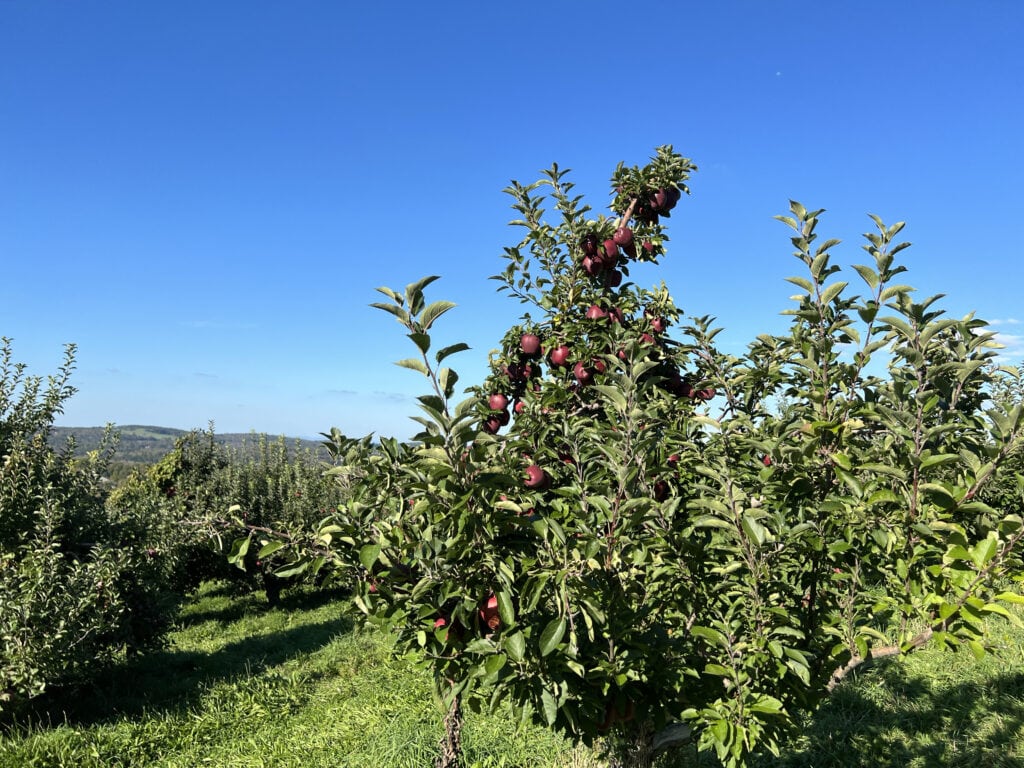 apple picking near nyc
