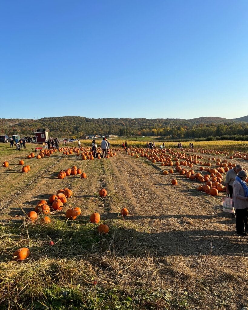 apple picking near nyc 5
